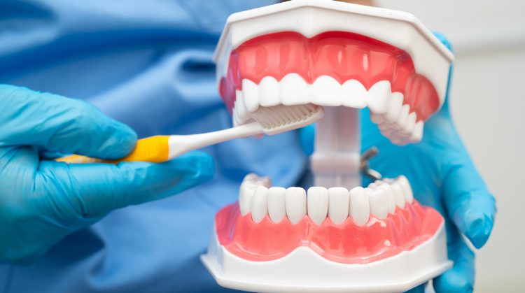 Downtown Plaza Dental in Sacramento, CA demonstrating proper tooth brushing technique using a dental model and toothbrush.